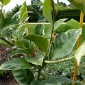 Citrus limon 'Variegata' (2)